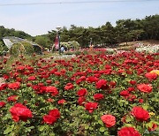 매혹적인 향 가득한 ‘울산 장미축제’ 24일 개막