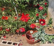 Police find dozens of opium poppies that ‘no one planted’