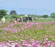 김해 대동생태체육공원 야생화단지 봄꽃 만개 장관 [김해소식]