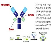 경기 한파에도…암 잡는 유도 미사일 'ADC' 투자 불티