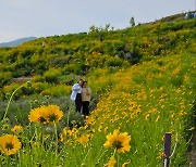 거제 지세포진성, 보라 라벤더·노란 금계국 '서로 질세라'