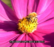 김효진-서경덕, 세계 벌의 날 맞아 '꿀벌을 위하여' 영상 제작