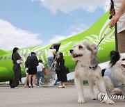 반려견과 함께 제주도로