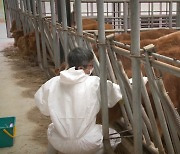 오늘까지 구제역 긴급 백신접종...5년 만에 '심각' 단계