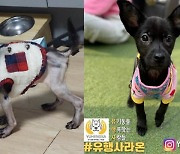 [가족] 모란시장서 5만원에 데려온 강아지 '라온이'