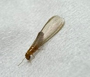 "바퀴벌레 사촌"…'목재 킬러' 흰개미의 북침, 환경부도 놀랐다
