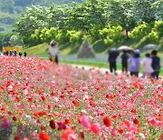 강변 따라 '100억 송이' 꽃물결…장성 꽃길 축제