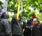 경기지역서도 과수 화상병 발생, 농가 비상