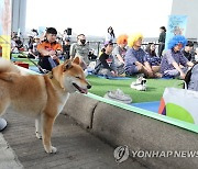 멍때리기 대회 관전하는 반려견