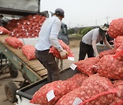 올해산 제주 마늘 수매