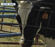 미국 5년 만에 광우병‥정부, 미국산 쇠고기 검역 강화하기로