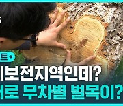 [D리포트] 30년 된 나무가 쿵…보호구역에서 무차별 벌목이?