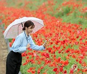 사진으로 남기는 양귀비꽃