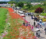 장성 황룡강 꽃길축제, 방문객 12만8천500명 기록