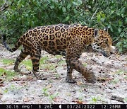 [PRNewswire] Huawei and Partners Announce First Confirmed Jaguars in Mexico's