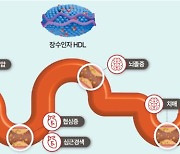 [건강한 우리집] ‘혈관 청소차’ HDL 콜레스테롤, 수치 높으면 100세 건강 유지