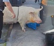 대구 도로에 나타난 돼지…도축장 가던 트럭서 떨어져
