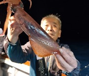 [조황] 부산권 한치 낚시는 본 궤도에 올랐다