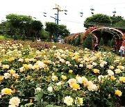 서울대공원, 26일부터 장미원축제…백만송이 장미 핀다