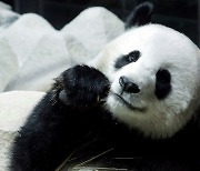 태국 동물원서 중국 판다 돌연사…보상금 6억원 지급해야