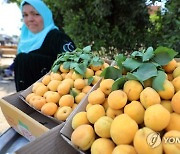 EGYPT AGRICULTURE APRICOT