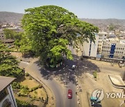 Sierra Leone Fallen Historic Tree