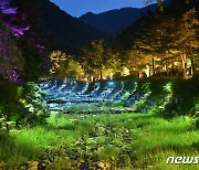 "화려한 빛으로 단장"…강릉솔향수목원 6월부터 야간개장