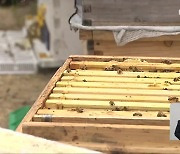 이상 기후에 꿀 생산량 급감…대체 수확 ‘고심’