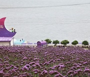 ‘1004섬’ 신안은 지금 꽃축제장