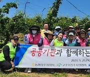 농협 진주시지부, 한국농어촌공사·고향주부모임과 함께 ‘배농가 일손돕기’