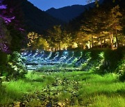 자연과 빛이 하나되는 강릉솔향수목원의 밤을 즐겨요…6월부터 야간 개장