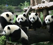 [PRNewswire] Panda power brings distinctive charm to university games