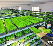"영양가 높은 보리싹 재배"…북한 대안젖소목장