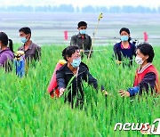 [데일리 북한] 모내기 총력전·간석지 개간까지…농업에 '집중'