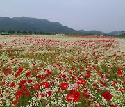 경남 양산 황산공원 ‘꽃의 향연’…27일부터 6월11일까지
