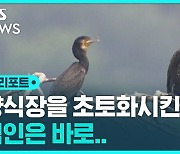 [D리포트] "양식장 초토화"…가마우지 피해 심각