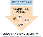 美NASA "진딧물·말벌 … 곤충 65%가 100년안에 사라질 것"