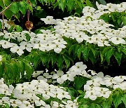 하얀 나비떼 군무 펼치는 예수님 ‘십자가 꽃’ 산딸나무[정충신의 꽃·나무 카페]