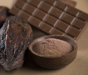 초콜릿 원료 카카오···건강에 이로운 6가지 효과는 무엇? [헬시타임]