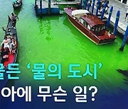 [D:이슈] 녹색으로 물든 '물의 도시'…베네치아에 무슨 일?