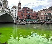 녹색으로 물든 伊 베네치아 운하…"환경단체 시위 가능성도"