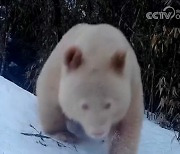 북극곰인줄…중국 백색증 대왕판다 일상 공개 [포착]