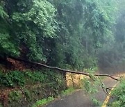 충남 많은 비로 나무 쓰러져…전국 호우특보 전부 해제