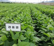 경기도농업기술원, 기후변화 끄떡없는 '강풍콩' 농가 보급