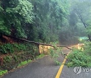 서천 217.5㎜ 많은 비…충남 나무 쓰러짐·도로 일부 침수