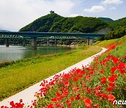 단양강 수변 인공사면에 야생화 만발 관광객 '유혹'