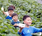 고사리 손으로 수확한 딸기