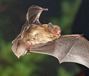 [애니멀리포트] 철새처럼 장거리 비행하는 박쥐…몸속 나침반 따라 방향 잡는다