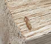 `외래 흰개미` 추가 피해 없나…산림청, 목조건축물 피해 전수조사