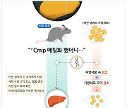 비알콜성 지방간, 비만 유전자 억제로 개선…식품연, 연구결과 발표